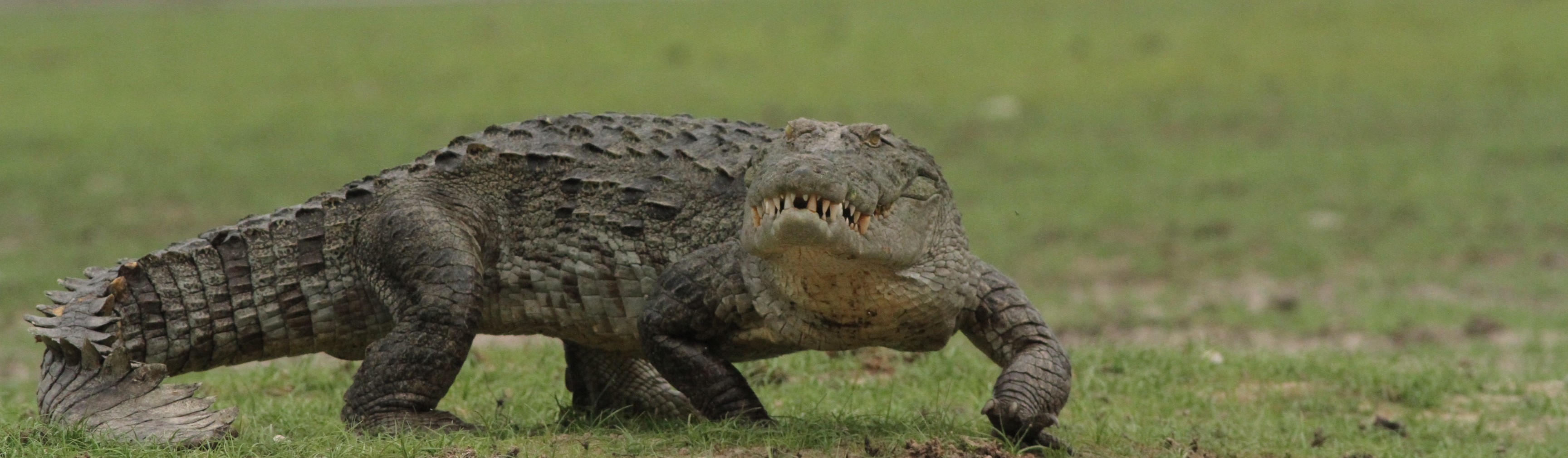 Saltwater Crocodile in Sri Lanka
